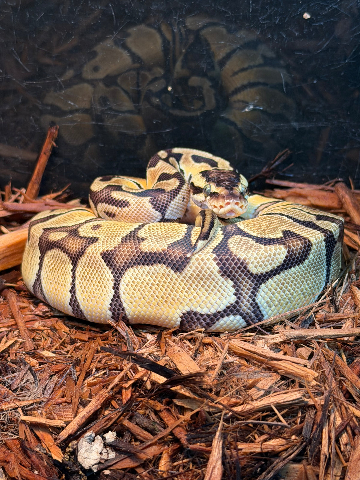 Pastel Enchi Yellow Ball Python – Juvenile