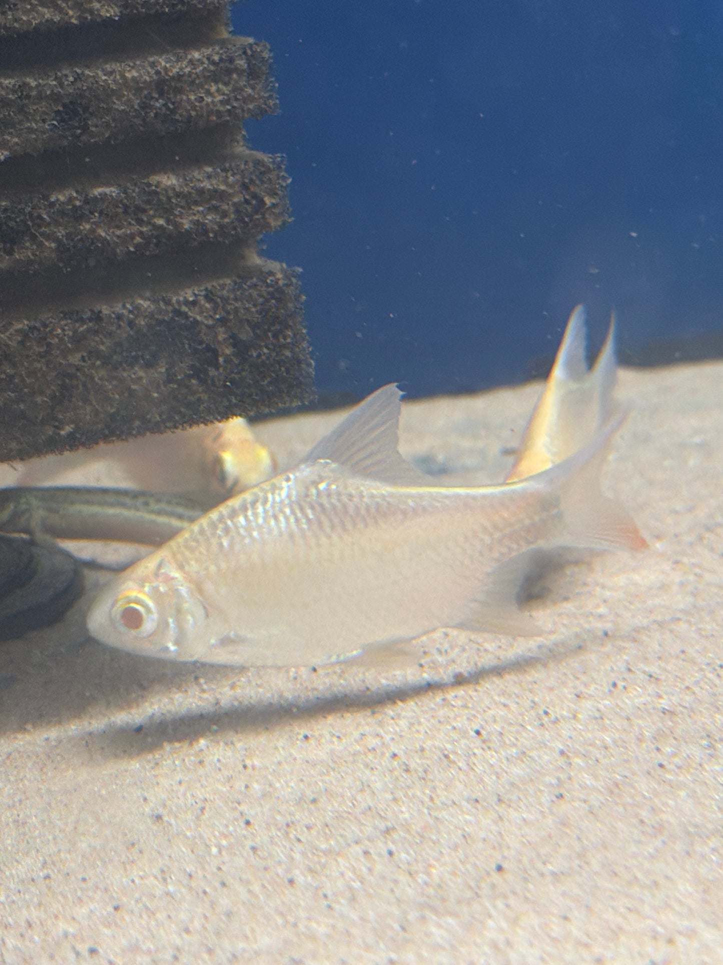 Albino Tinfoil Barbs