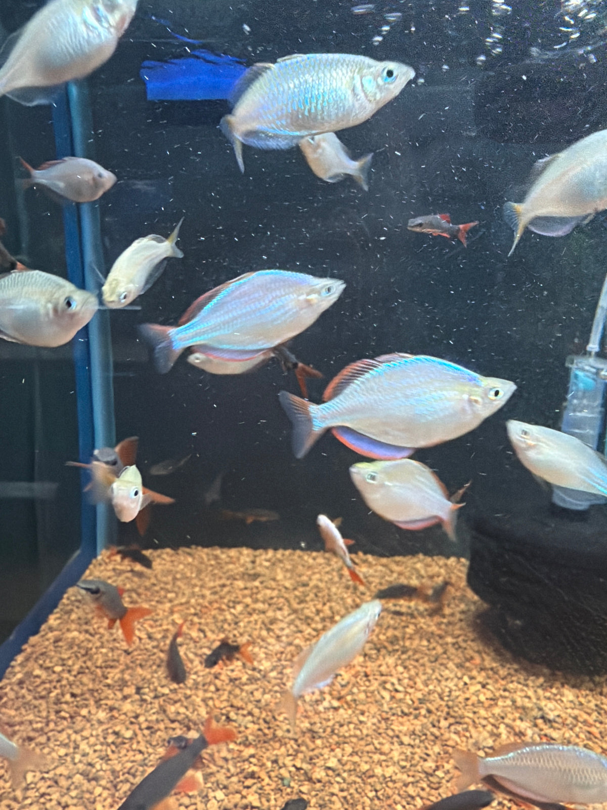 Dwarf Neon Rainbowfish (Melanotaenia praecox)