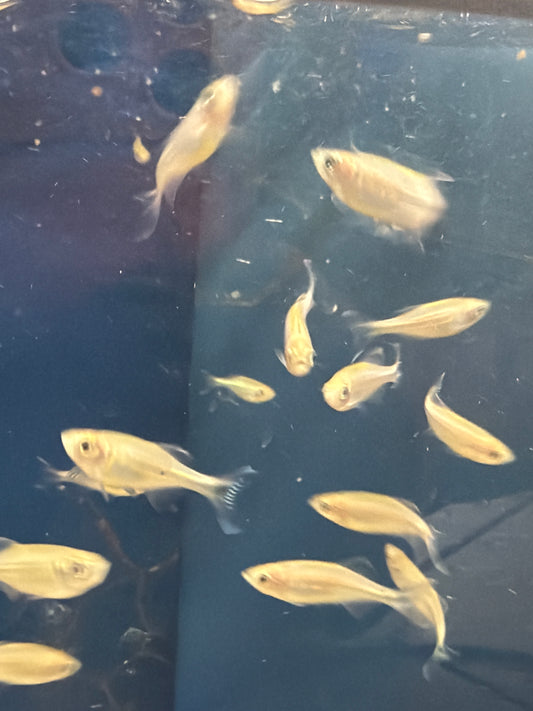 Giant Danio