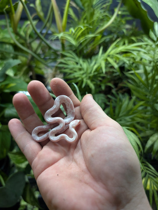 Snow Cornsnakes