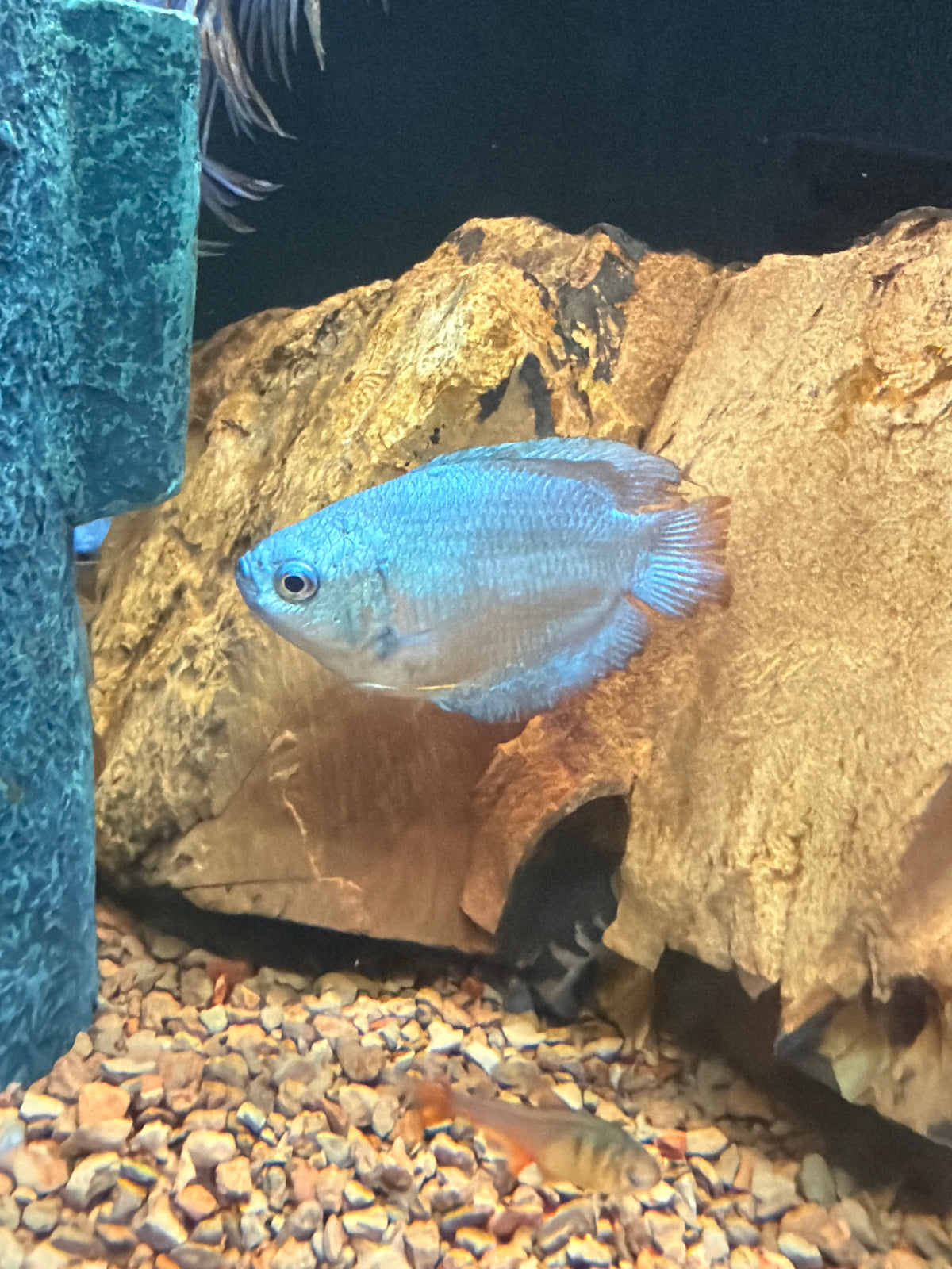 Cobalt Blue Dwarf Gourami (Trichogaster lalius)
