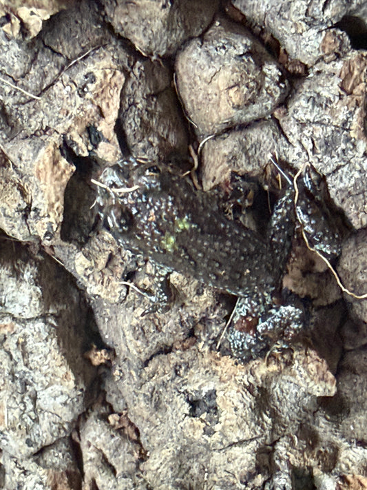 Fire Belly Toad (Bombina orientalis)