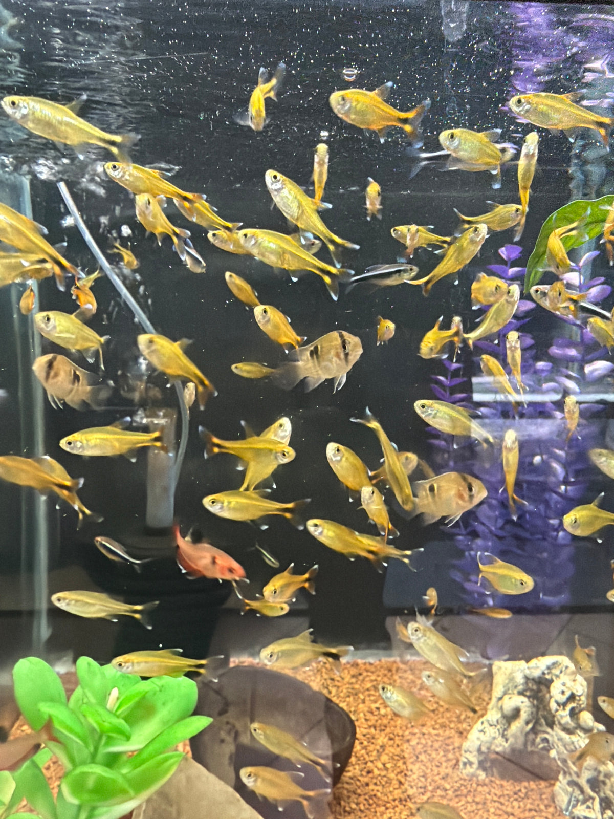Silvertip Tetra (Hasemania nana)