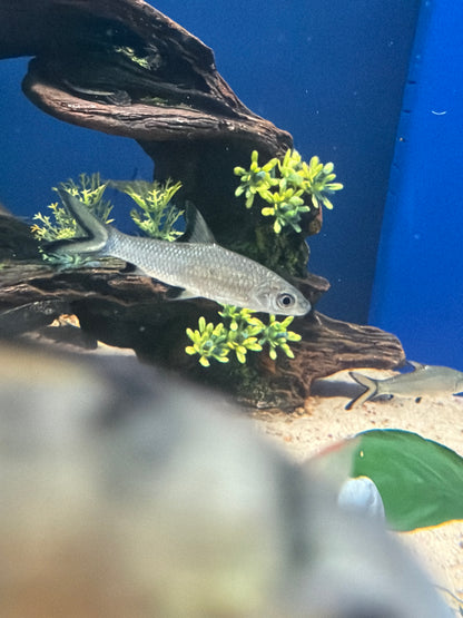 Bala Shark (Balantiocheilos melanopterus)