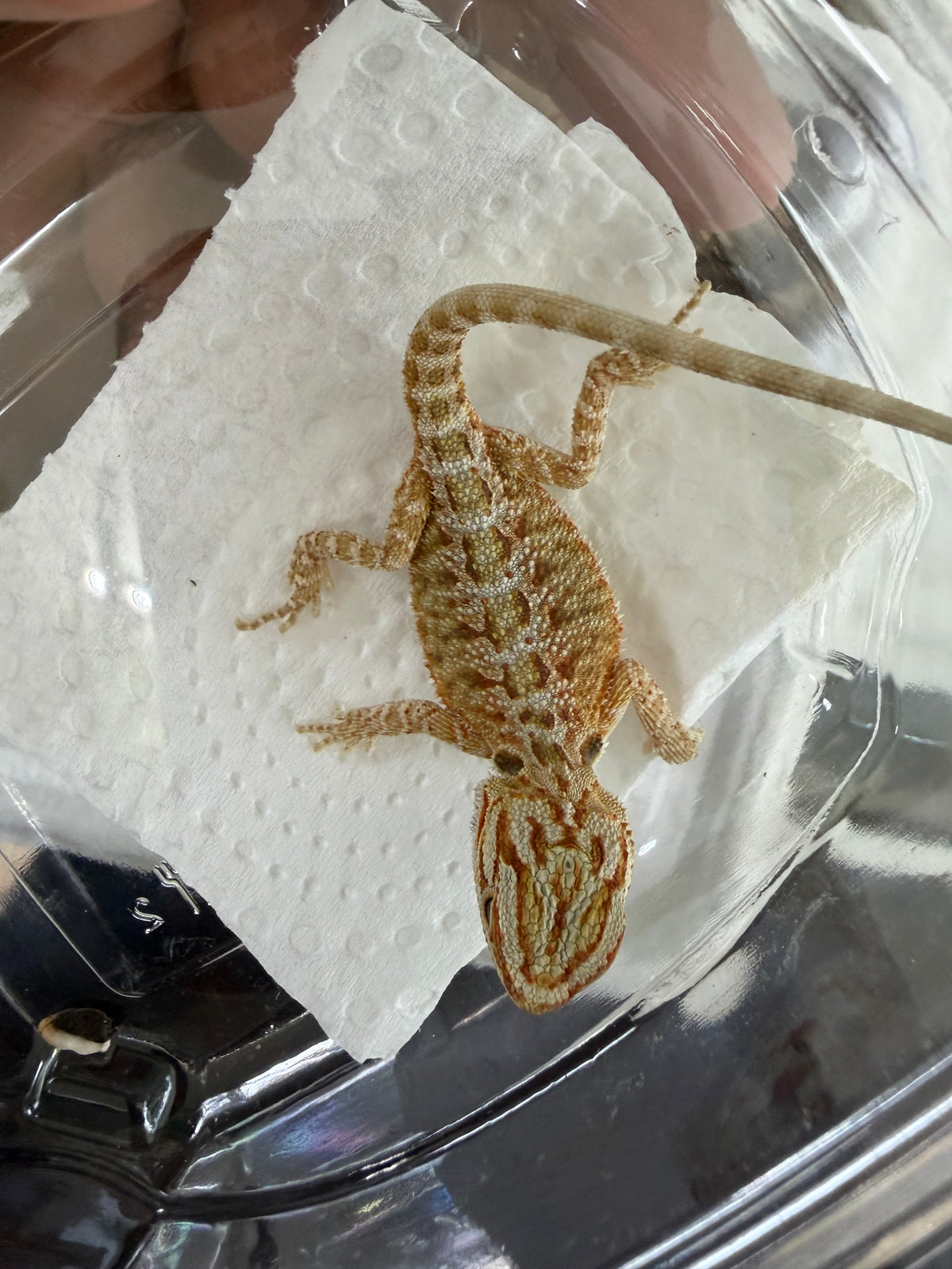 Assorted Juvenile Bearded Dragons
