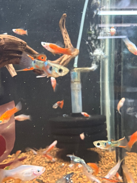 Assorted Endler Guppy