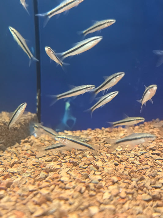Siamensis Algae Eater (Crossocheilus oblongus)