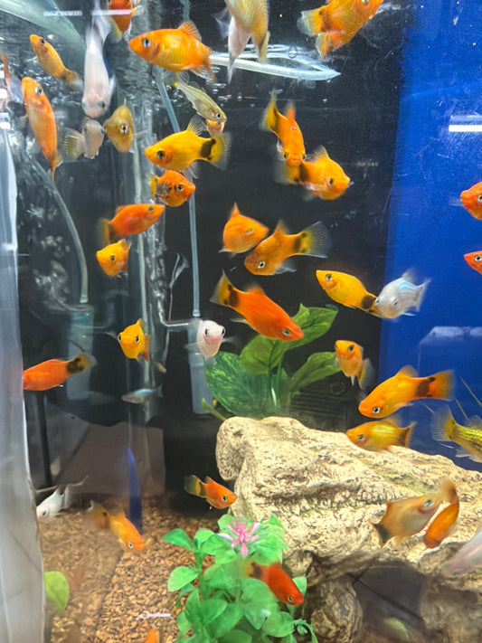Assorted Mickey Mouse Platy