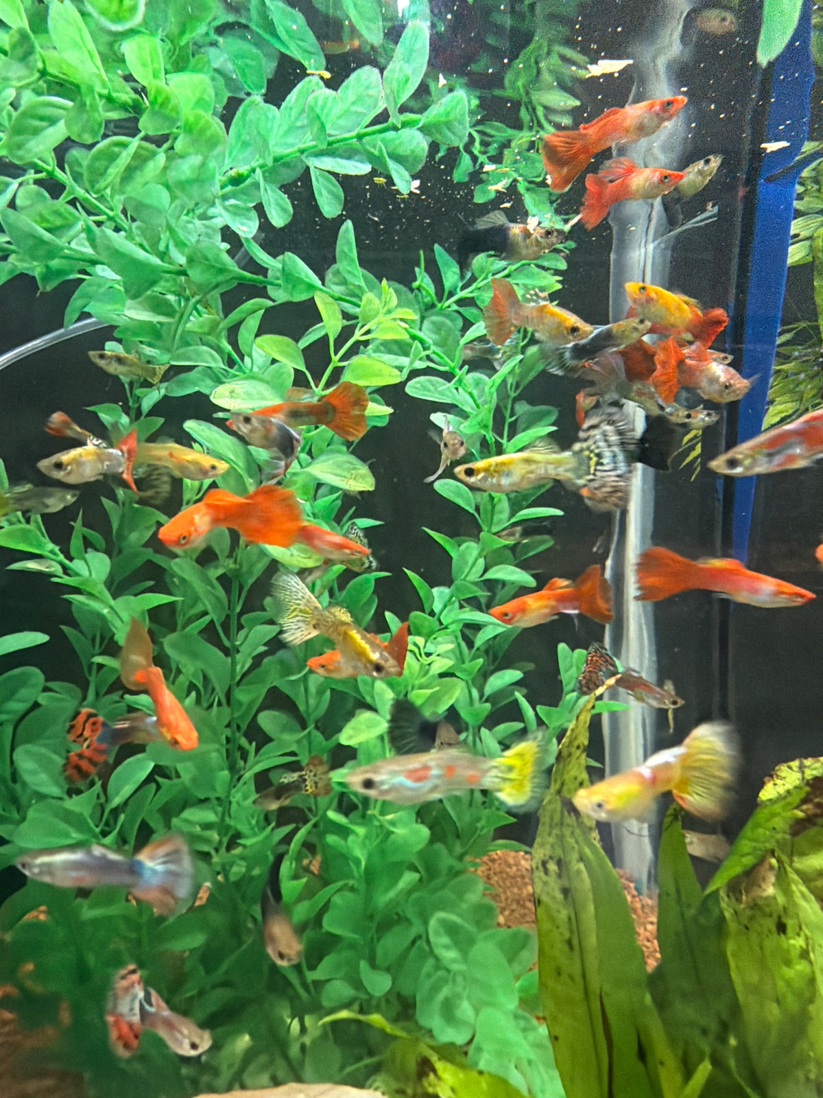 Assorted Male Guppies