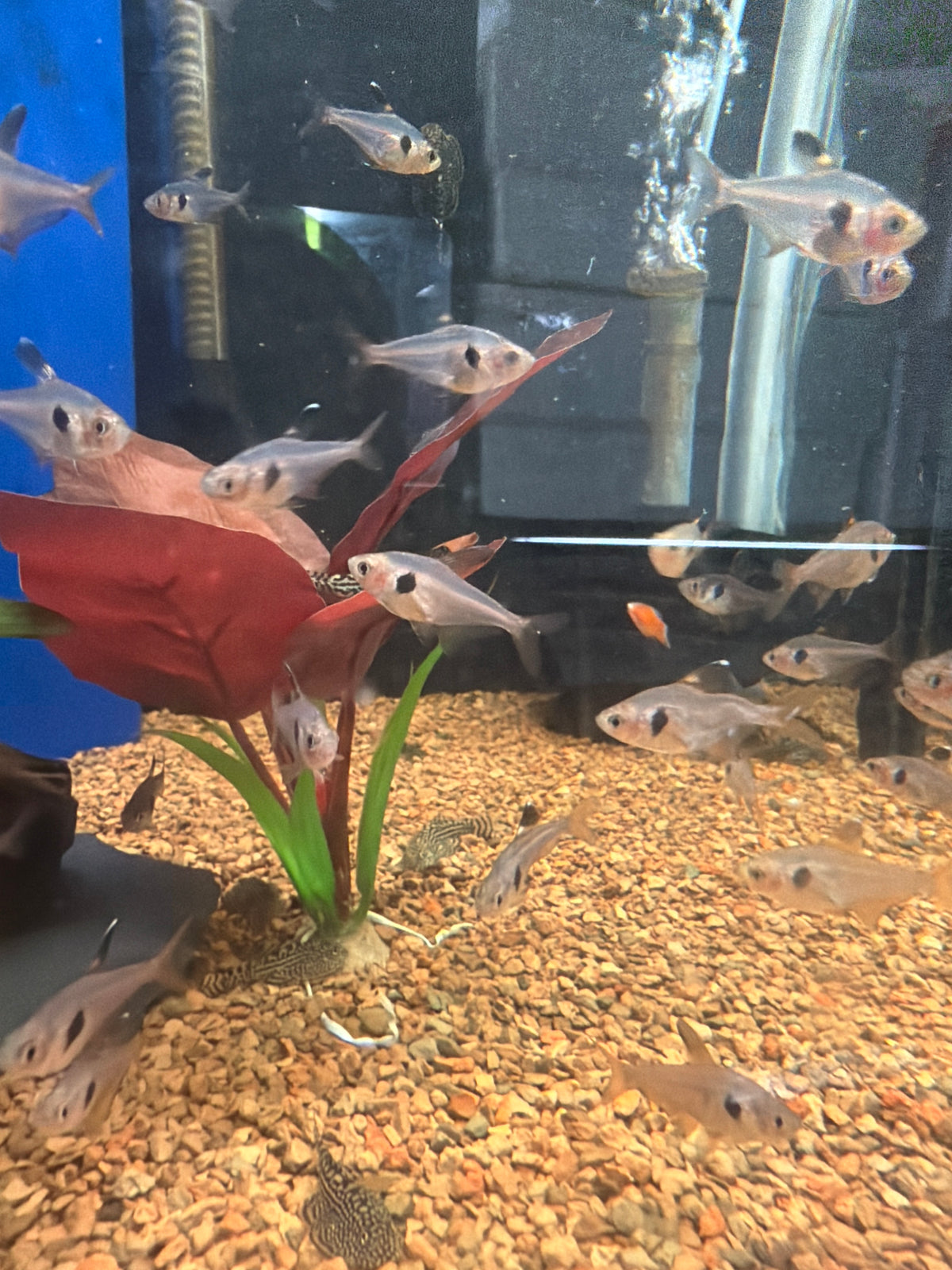 Red Phantom Tetra (Hyphessobrycon sweglesi)