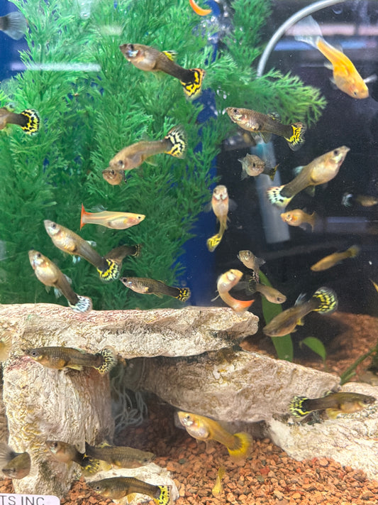 Assorted Female Guppy