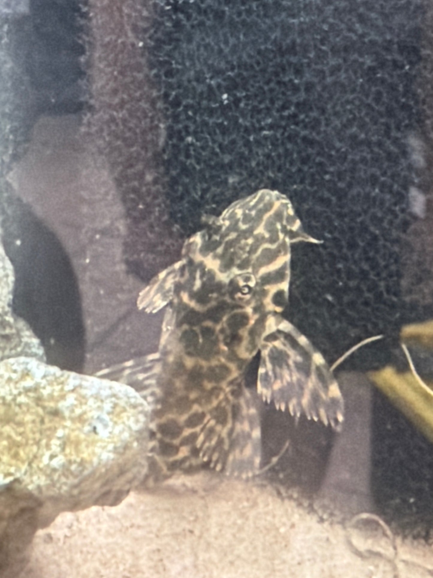 Sailfin Pleco