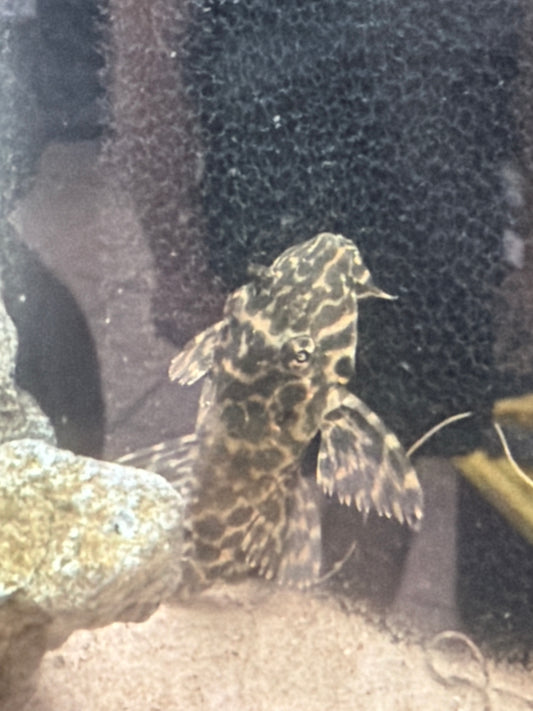 Sailfin Pleco