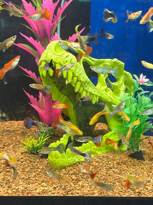 Assorted Male Guppy