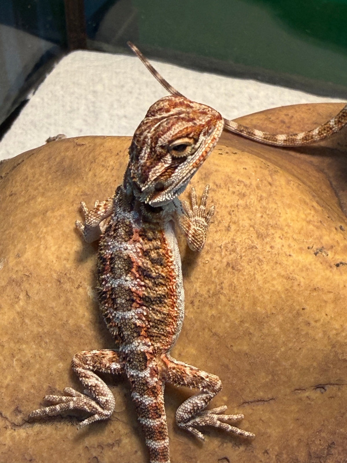 Assorted Juvenile Bearded Dragons