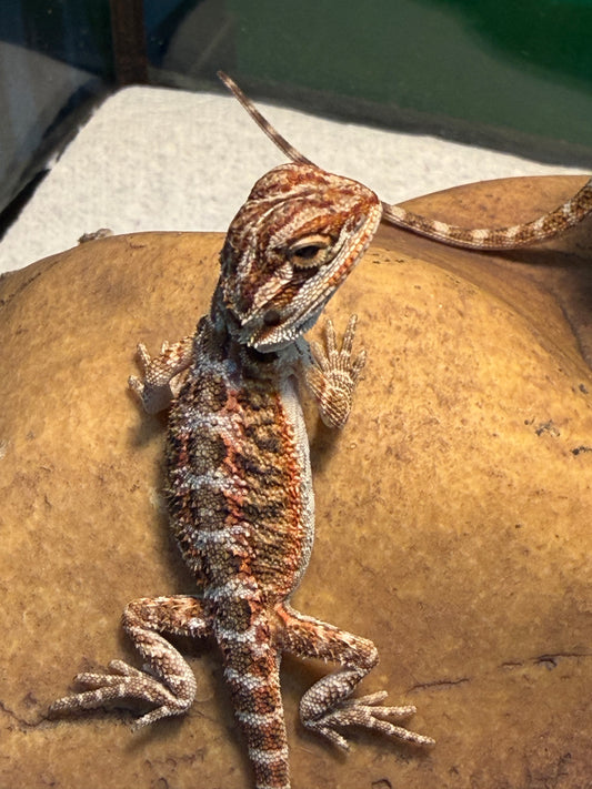 Assorted Juvenile Bearded Dragons