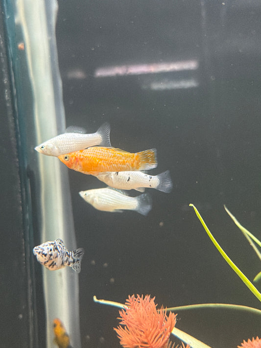 Assorted Molly