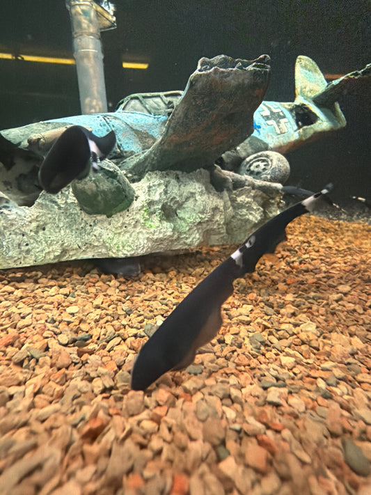 Black Ghost Knife Fish
