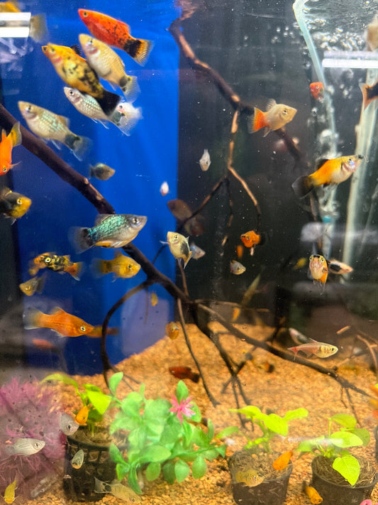 Assorted Platy