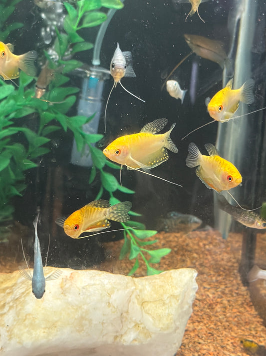 Assorted Gourami