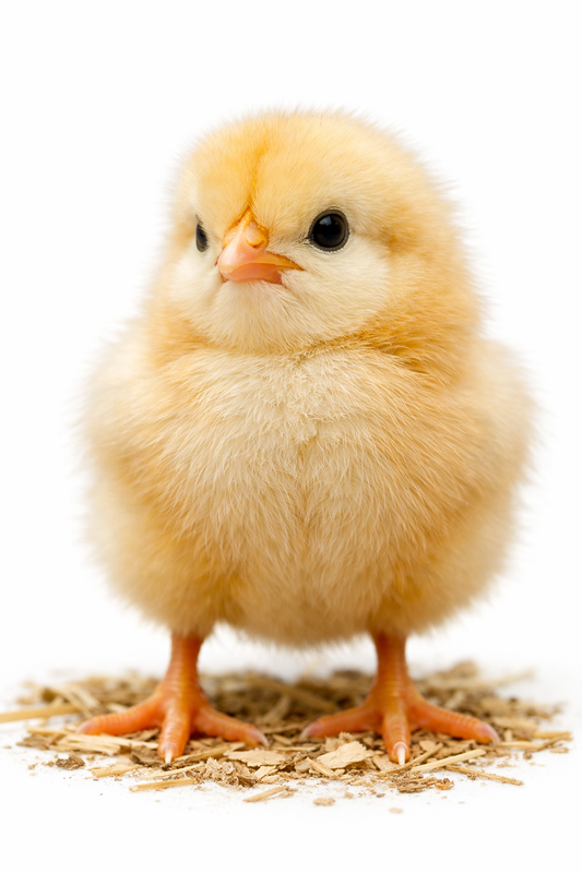Frozen Chicks