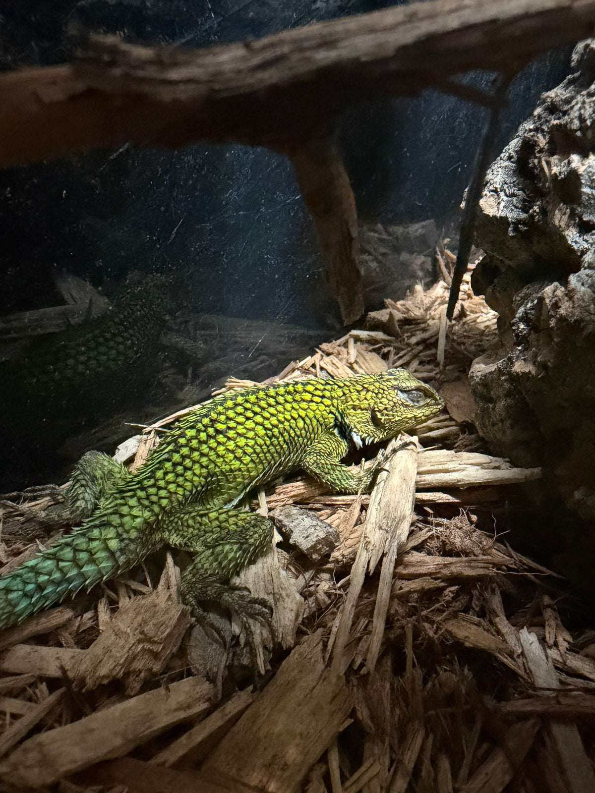 Emerald Swift Lizard