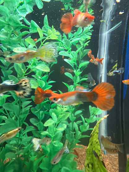 Assorted Male Guppies