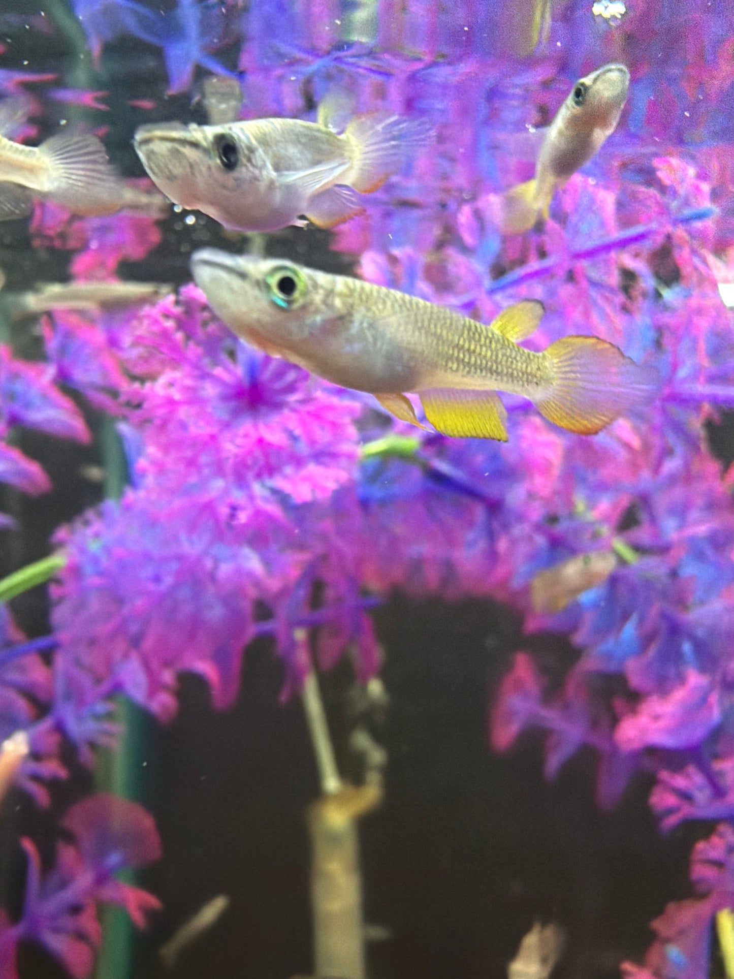 Golden Panchax