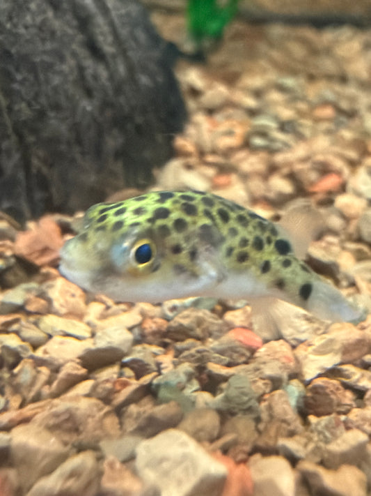 Figure 8 Puffer