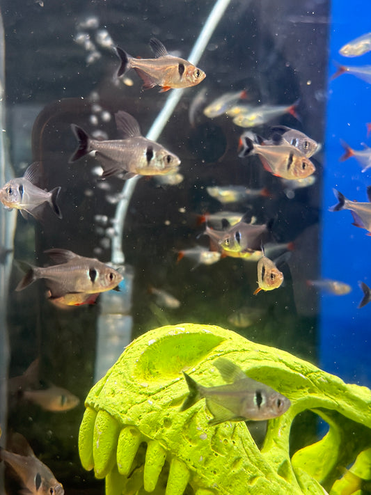 Medium Black Phantom Tetra (Hyphessobrycon megalopterus)