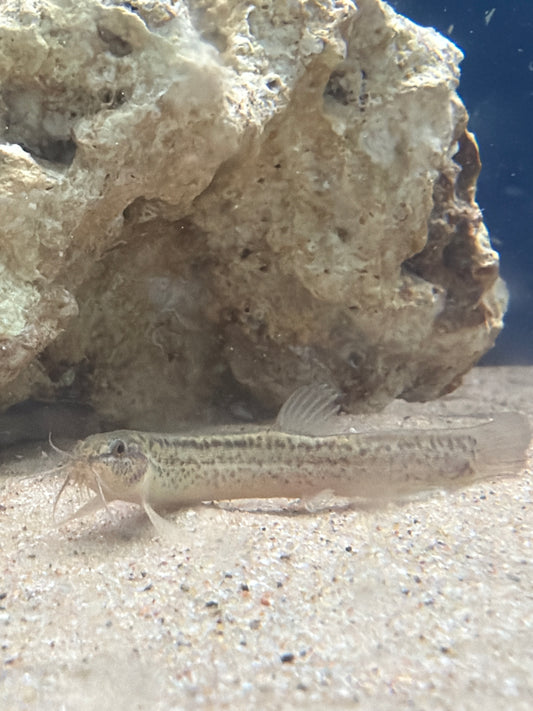 Weather Loaches
