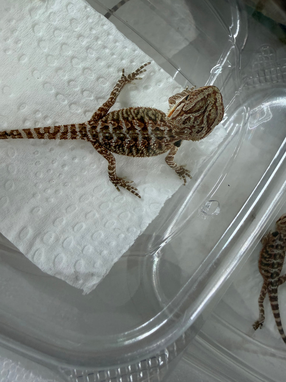 Assorted Juvenile Bearded Dragons