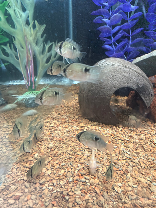 Keyhole Cichlid (Cleithracara maronii)