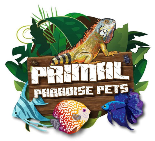 Assorted African Cichlids 2"