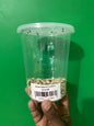 Bean Weevil Culture