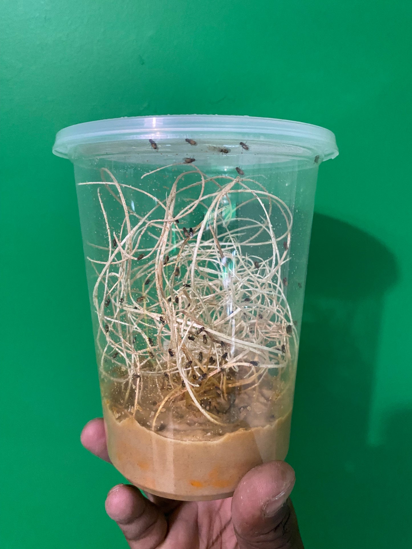 Fruit Fly Cultures (Malanogaster)