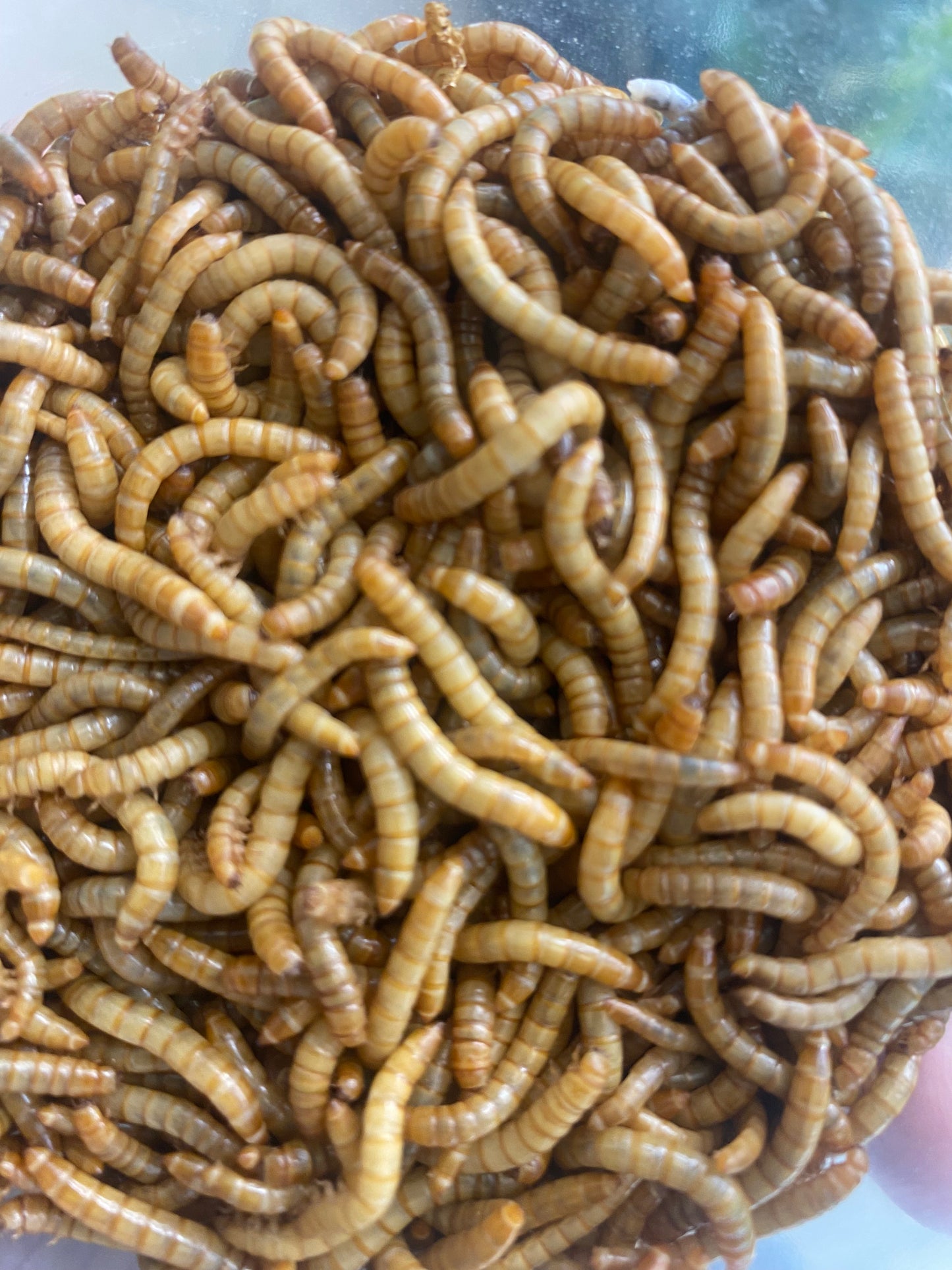 Mealworms