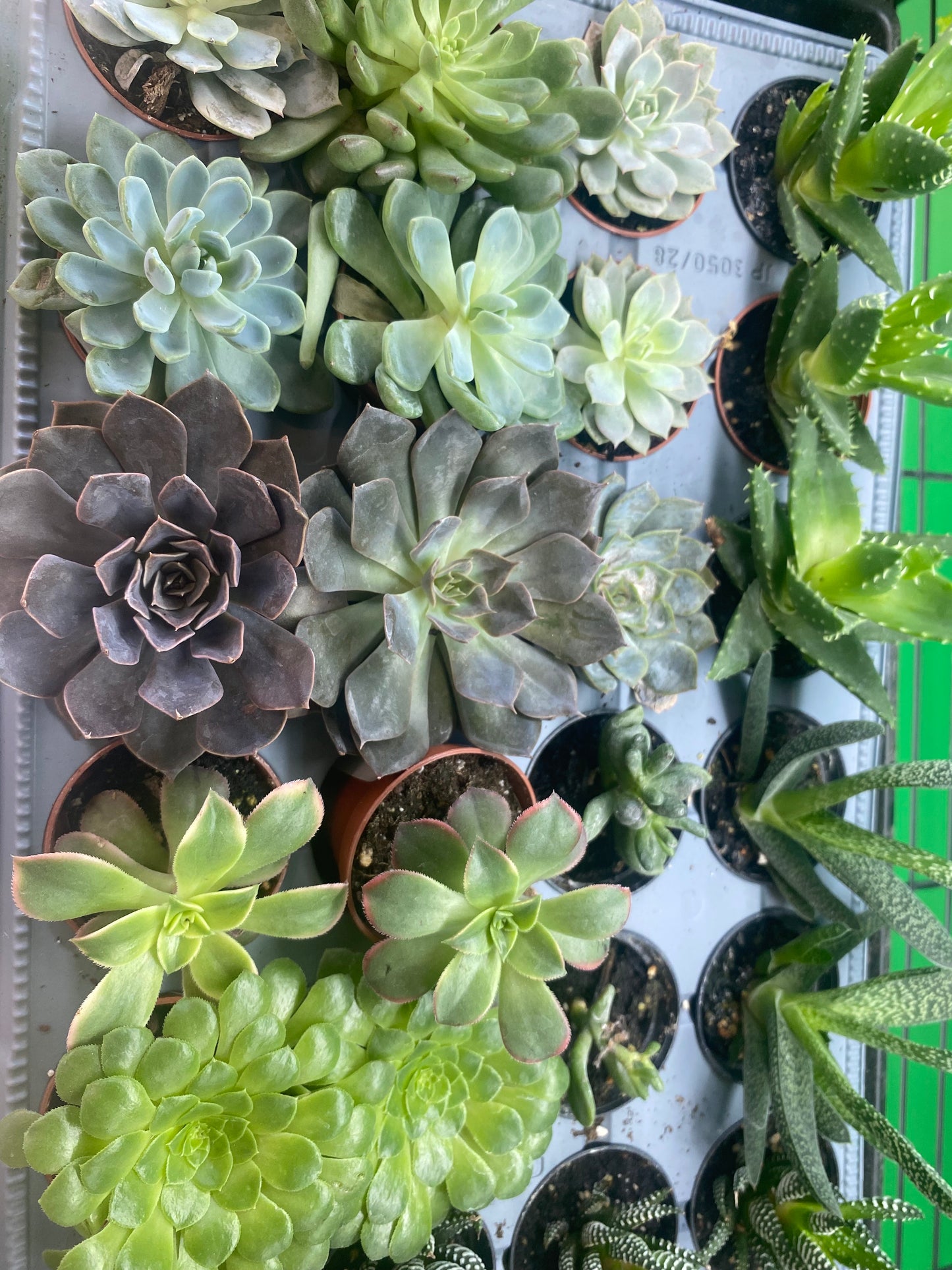 Assorted Succulents 2.5" Pot