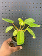 Philodendron Painted Lady 3.5" Pot