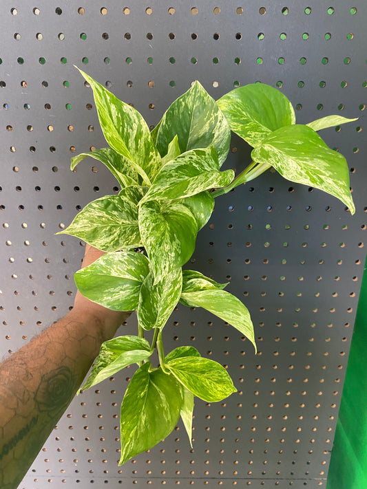 Marble Pothos 3.5"