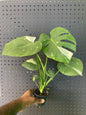 Monstera 'Thai Constellation' 3.5" pot
