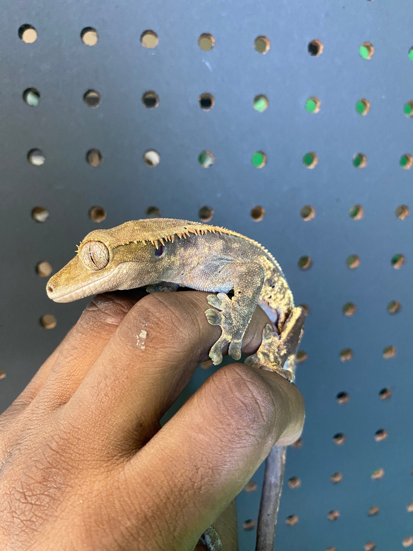 Adult Crested Geckos