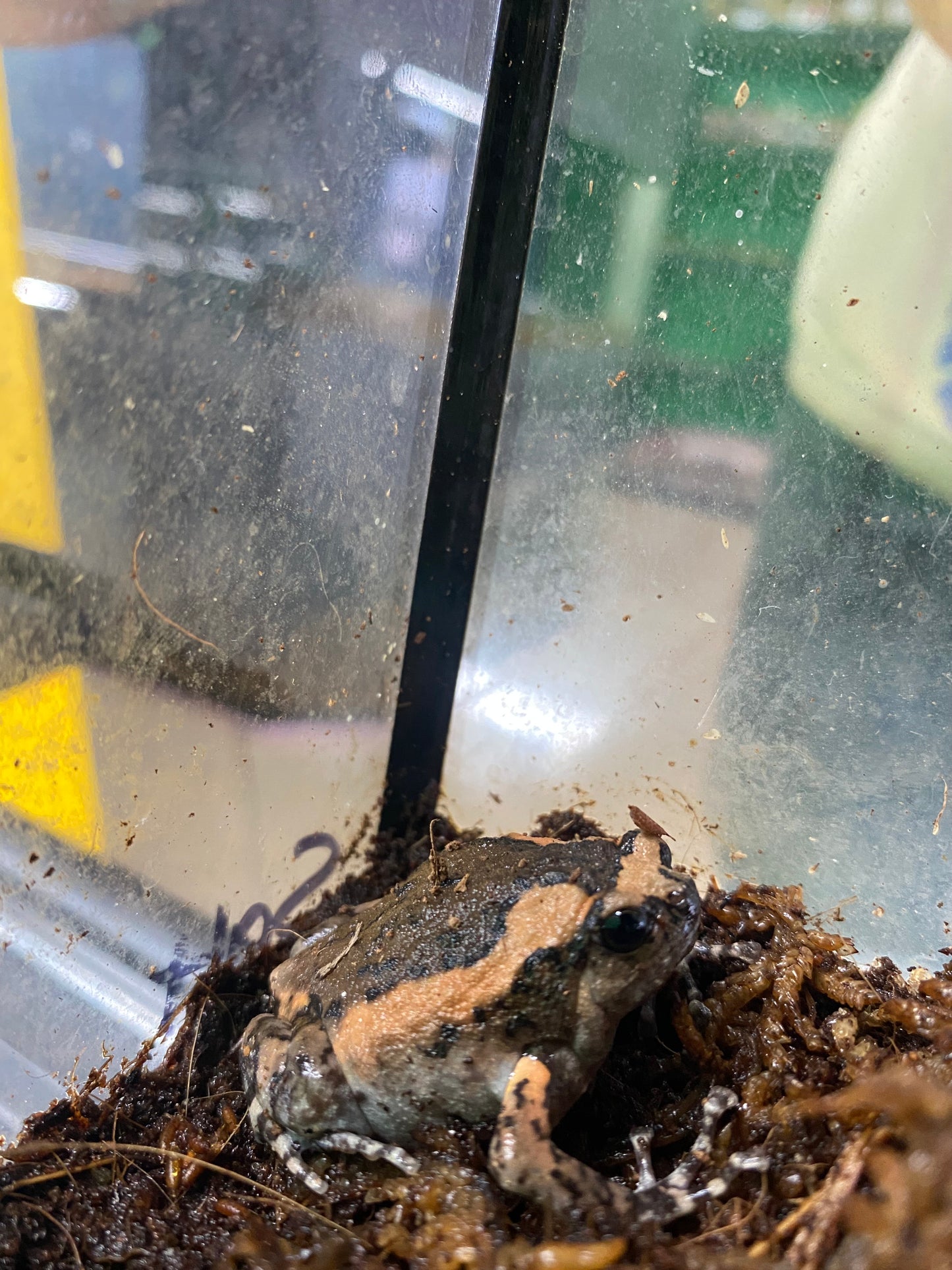 Chubby Frog (Kaloula pulchra)