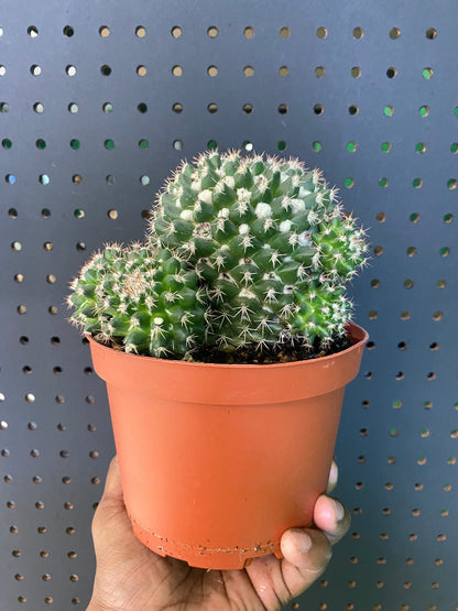 Assorted Cactus 6" Pot