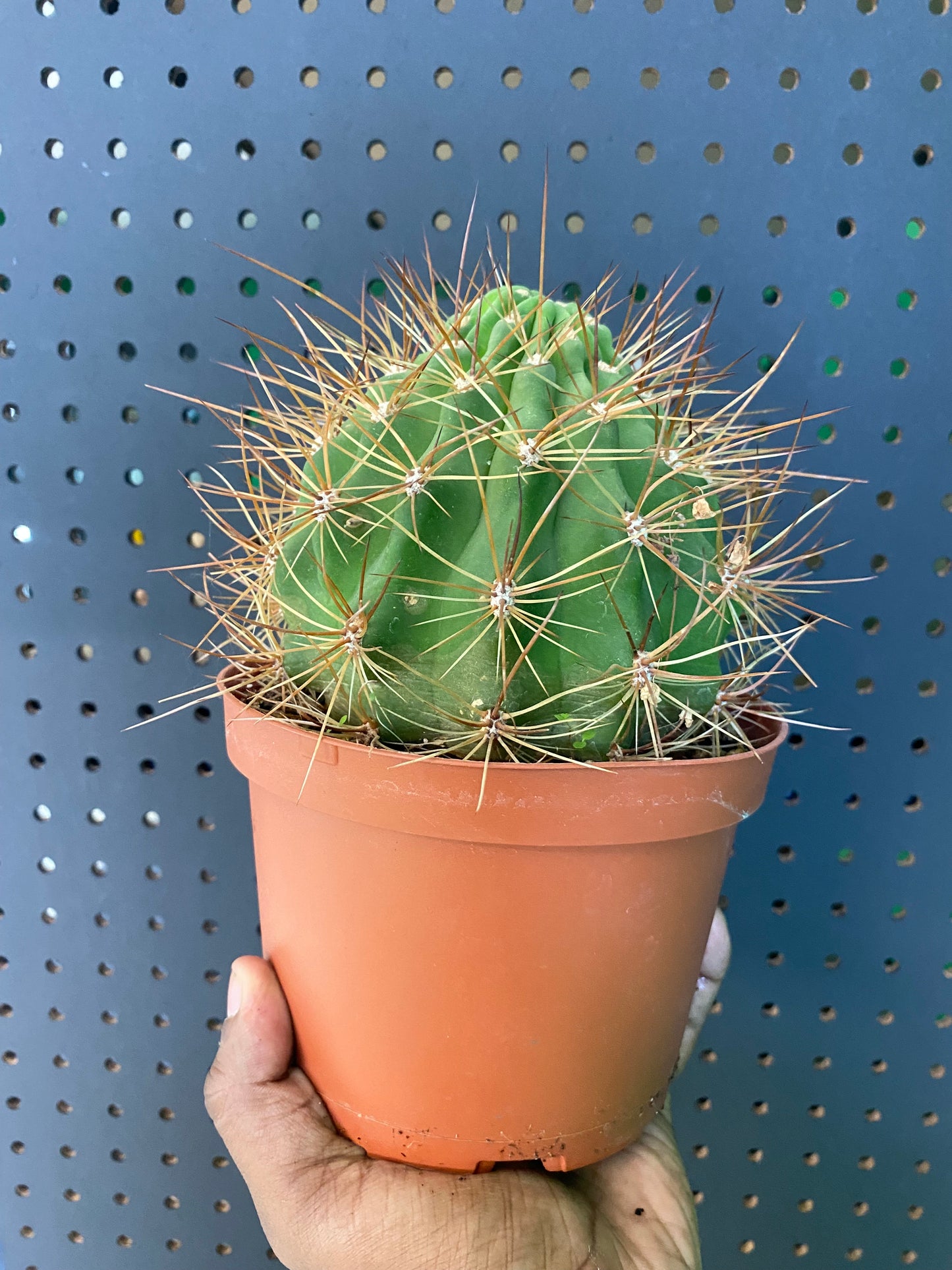 Assorted Cactus 6" Pot