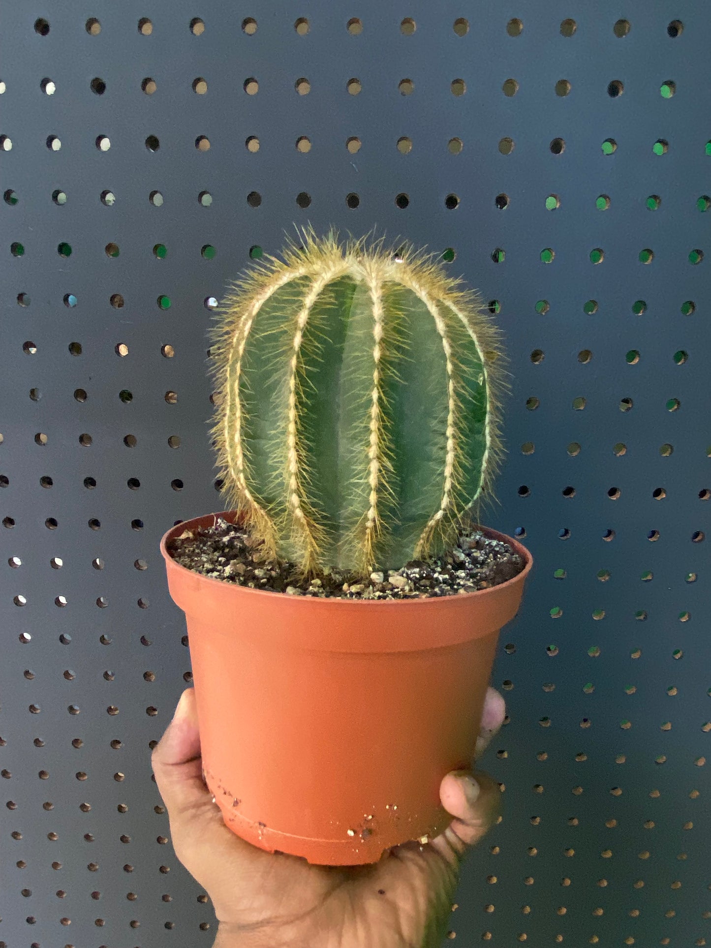 Assorted Cactus 6" Pot