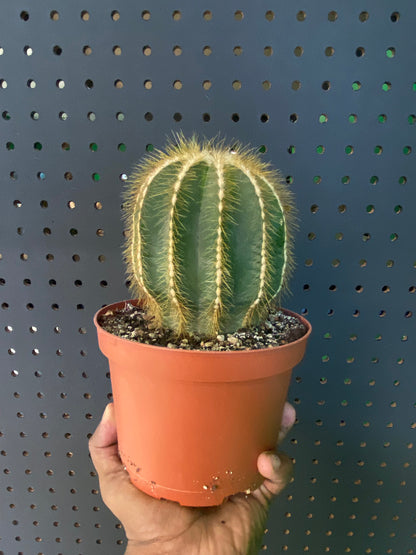 Assorted Cactus 6" Pot