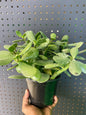 Jade Plant 6" Pot