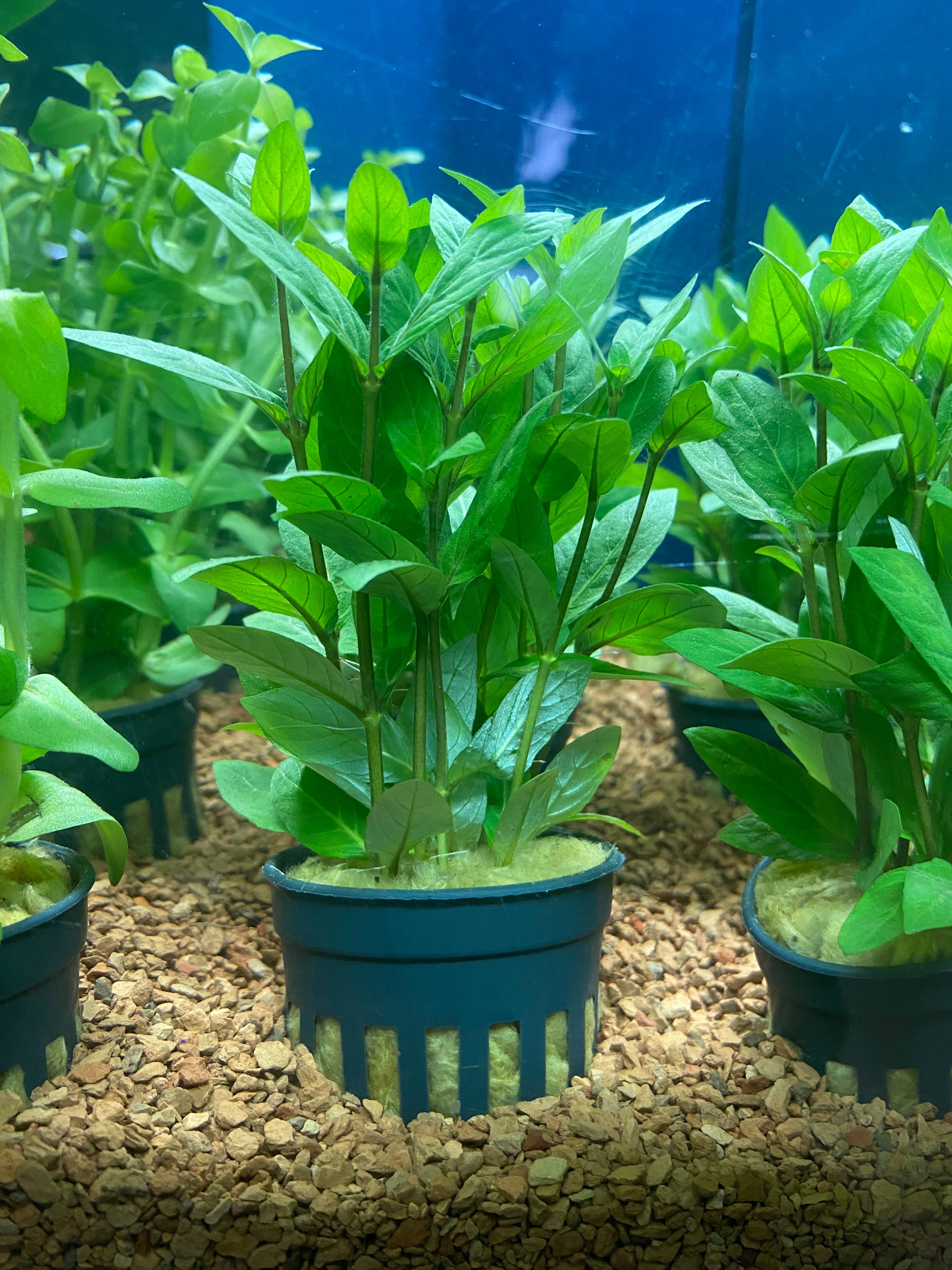 Staurogyne repen - Potted – Primal Paradise Pets